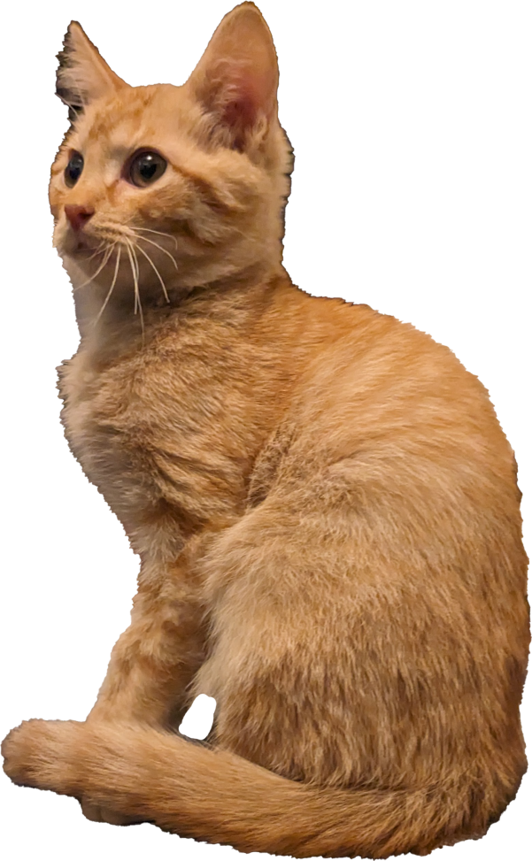 Kitty Treat Vineyard Pinot Noir