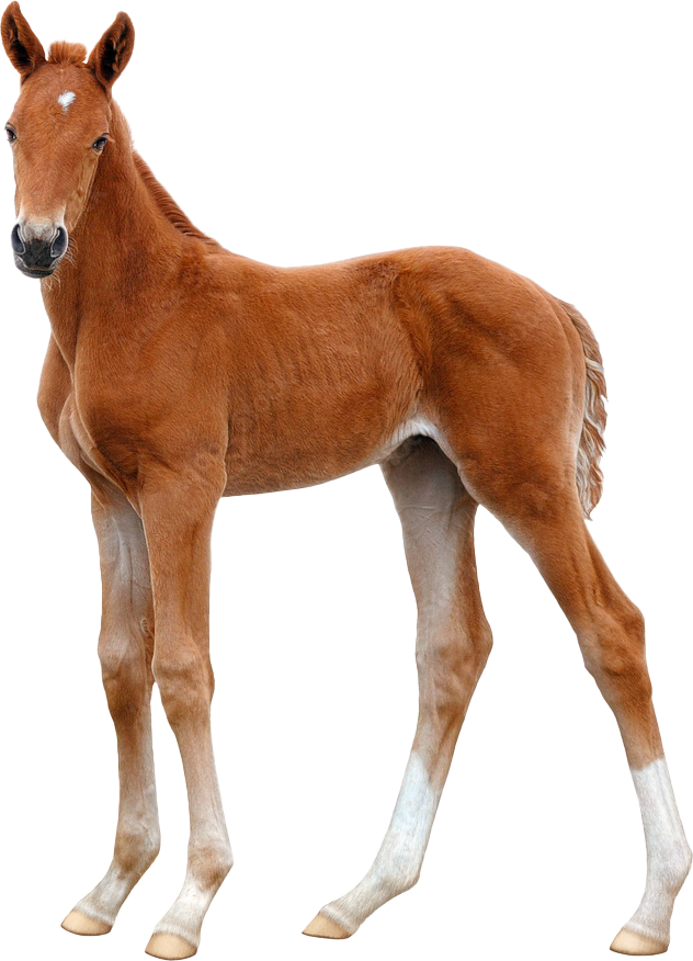 Lil' Gallup Vineyard Cabernet Sauvignon